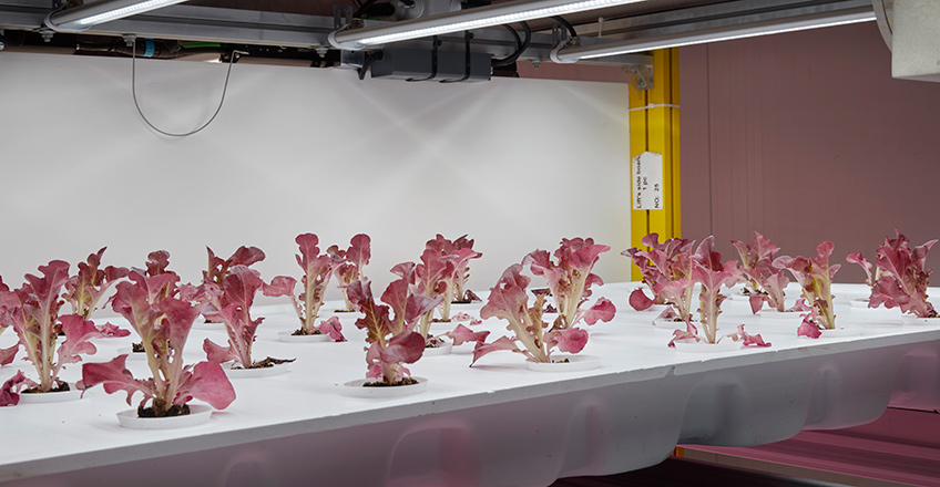 horticultura celer