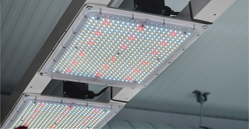 led horticultura
